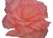 Knolbegonia