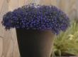 Wandzakken Lobelia
