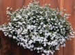Lobelia