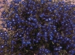 Hangpotten Lobelia