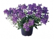 Nemesia
