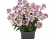 Nemesia