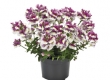 Nemesia