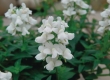 Nemesia