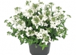 Hangpotten Nemesia