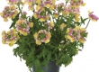 Nemesia