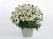 Nemesia
