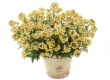 Nemesia
