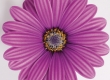 Kaapse Margriet