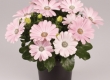 Kaapse Margriet