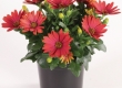 Kaapse Margriet