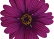 Kaapse Margriet