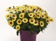 Kaapse Margriet