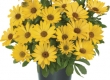 Kaapse Margriet
