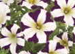 Petunia grootbloemig