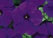 Petunia grootbloemig
