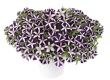 Petunia