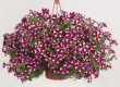 Petunia