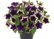 Petunia