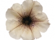 Petunia
