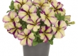 Petunia