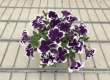 Petunia