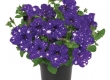 Petunia