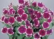 Petunia
