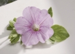 Hangpot Surfinia