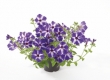 Petunia