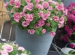 Petunia