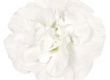 Petunia