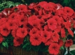 Wandzakken Petunia