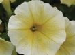 Petunia