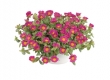 Portulaca