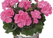 Geranium Recht
