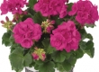 Geranium Recht