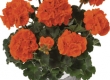 Geranium Recht