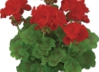 Geranium Recht
