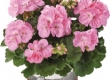 Geranium Recht