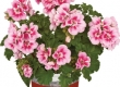 Geranium Recht