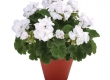 Geranium Recht