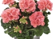 Geranium Recht