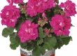 Geranium Recht