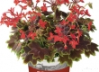 Geranium Recht