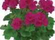 Geranium Recht