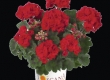 Geranium Recht