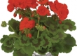 Geranium Recht