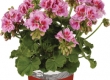 Geranium Recht