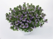 Scaevola